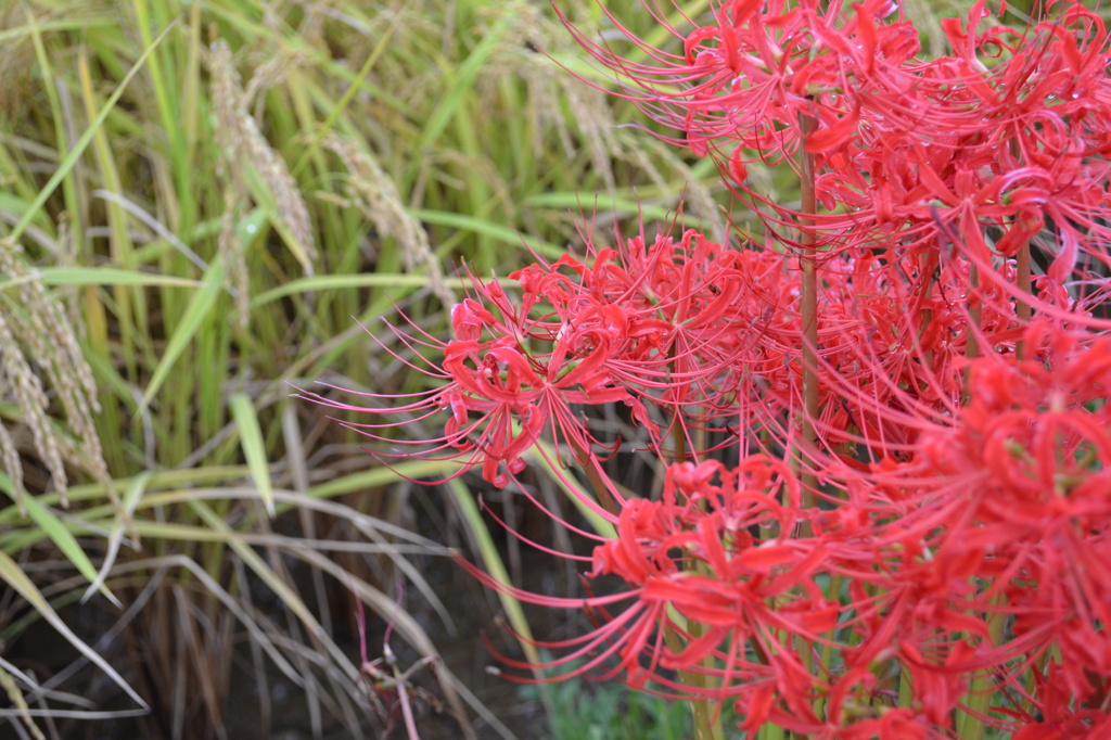 稲穂と彼岸花