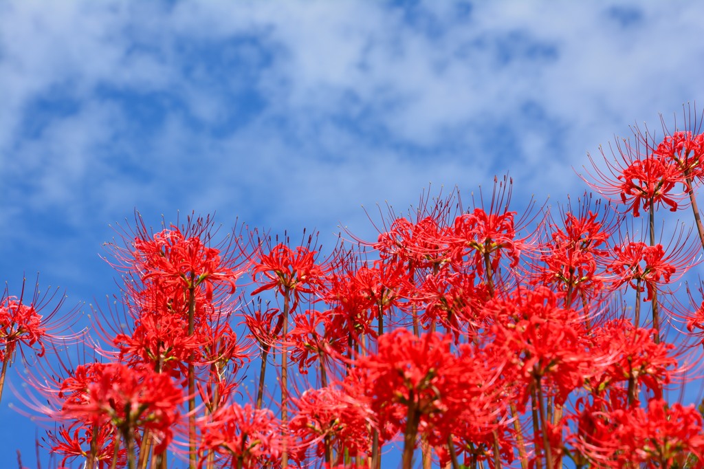 天空の曼珠沙華