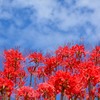 天空の曼珠沙華