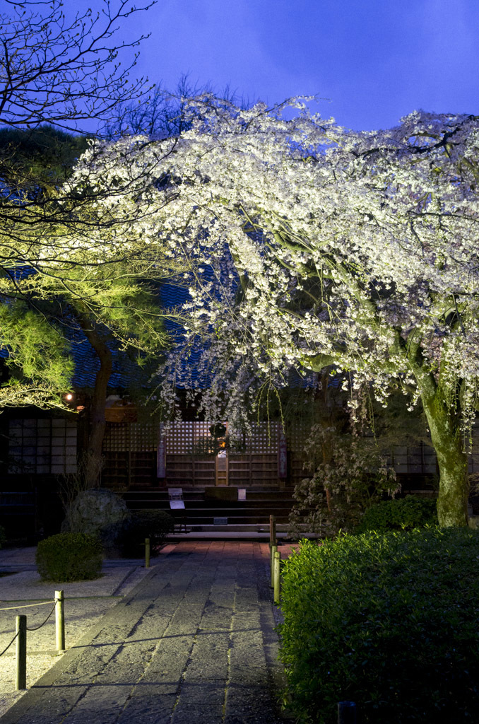 夜桜
