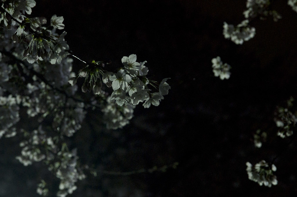 夜桜