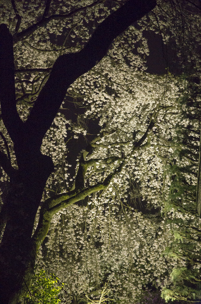 夜桜