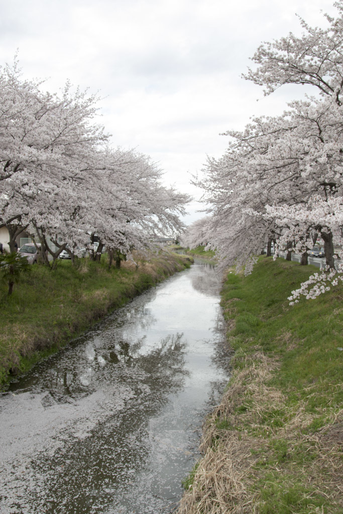 桜