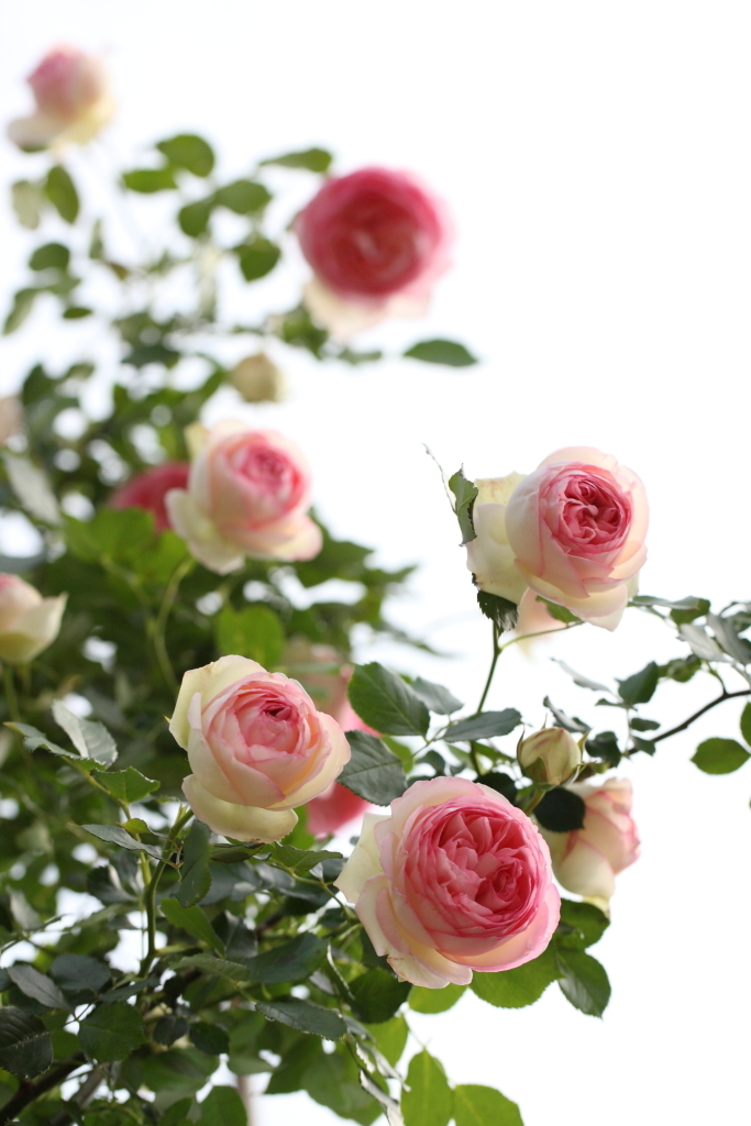 薔薇