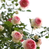 薔薇
