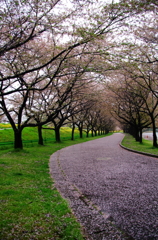 桜ロード