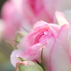 薔薇