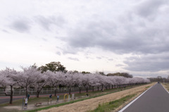 桜並木