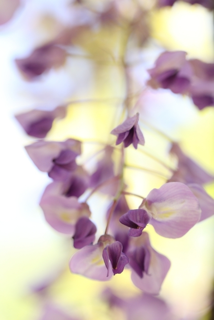 藤の花
