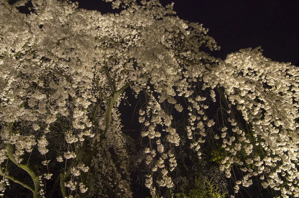 夜桜