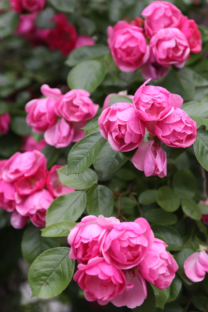 薔薇