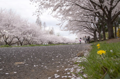 タンポポと桜