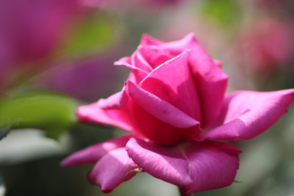 薔薇