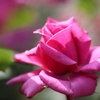 薔薇