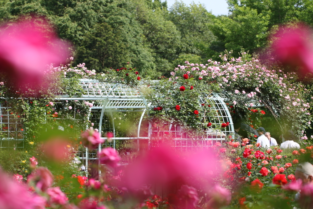 薔薇庭園