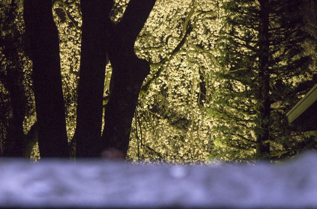夜桜