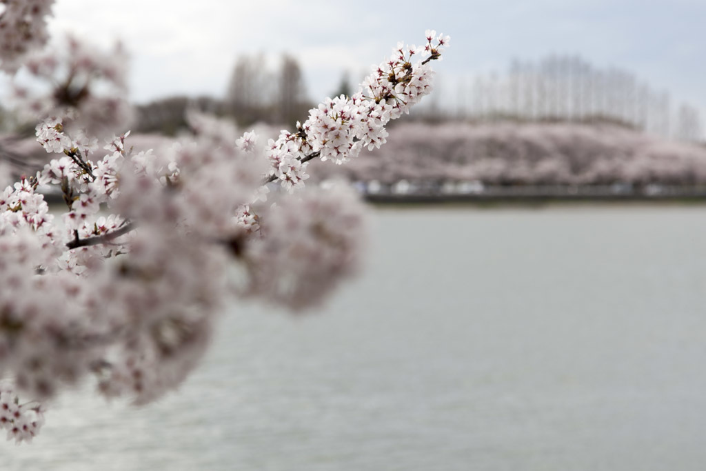 桜