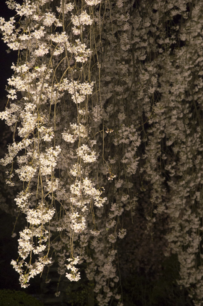 夜桜
