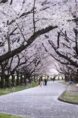 桜吹雪