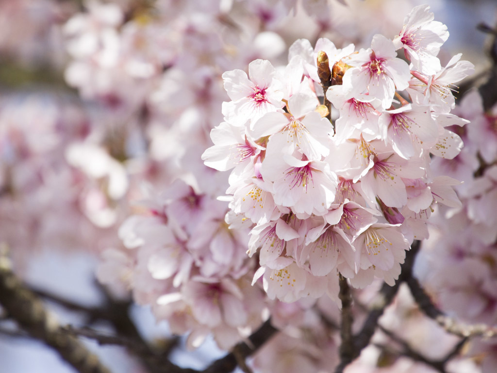 桜咲く