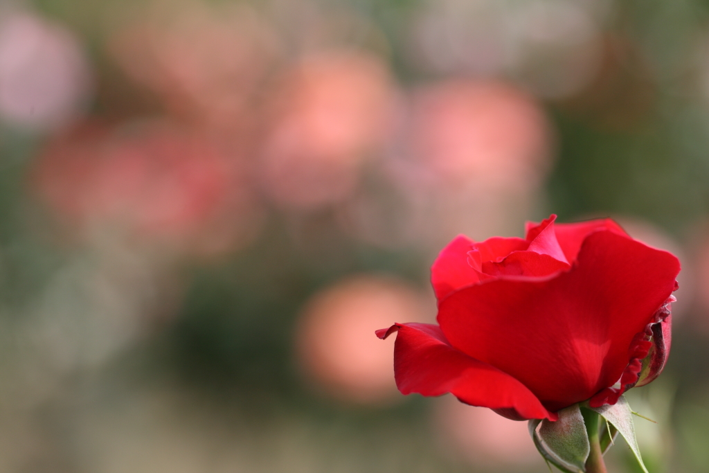 薔薇