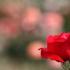 薔薇