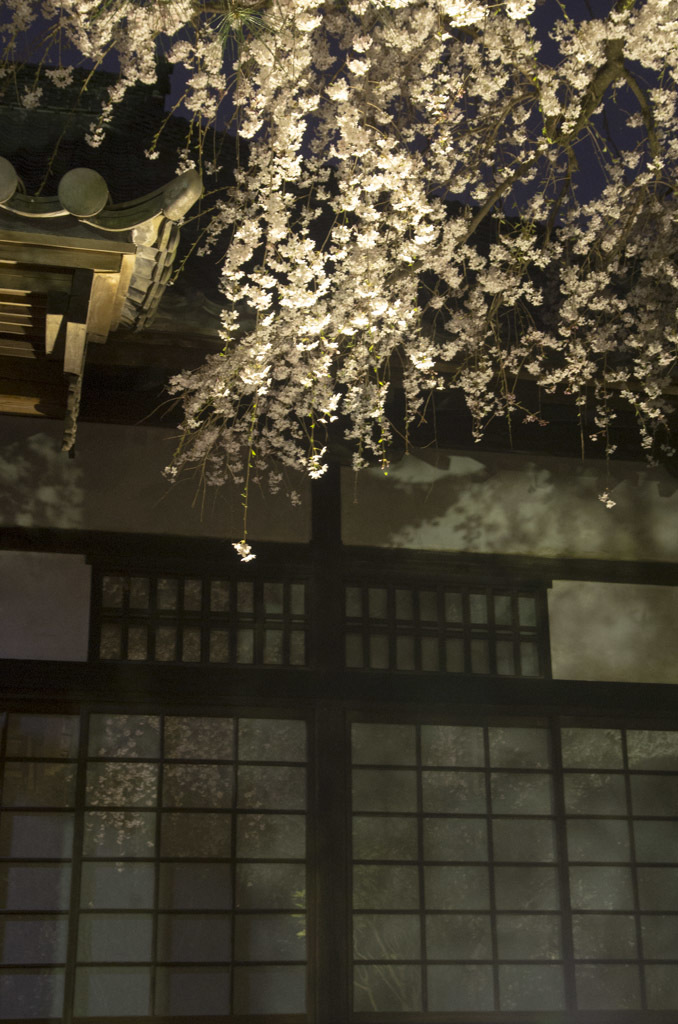 夜桜