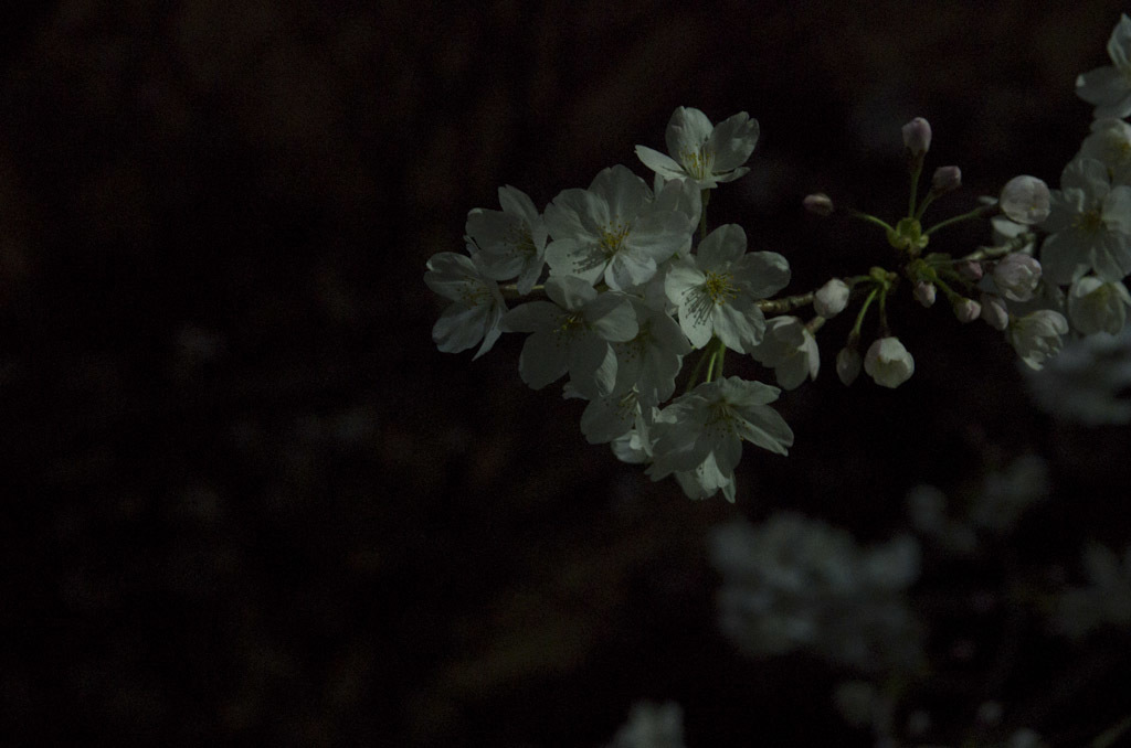夜桜
