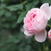 薔薇