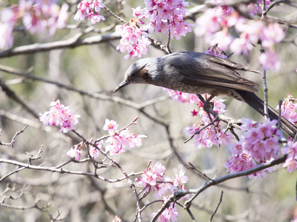 ヒヨドリと桜