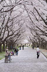 それぞれの桜