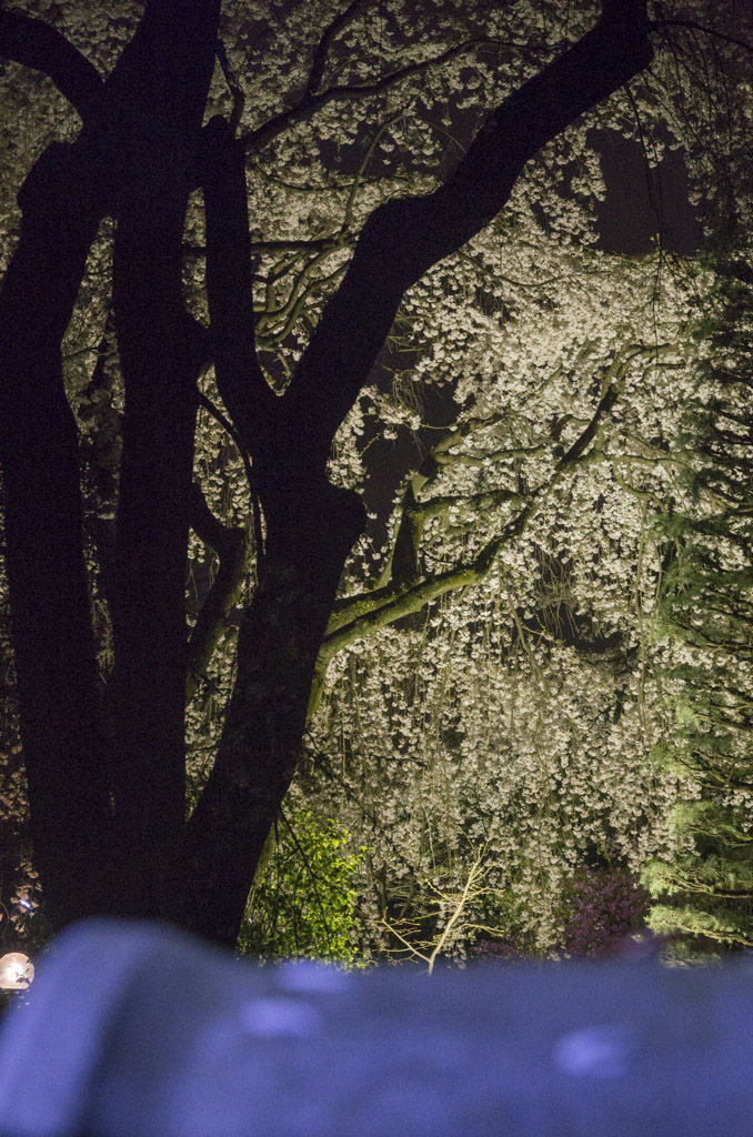 夜桜