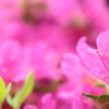 春爛漫