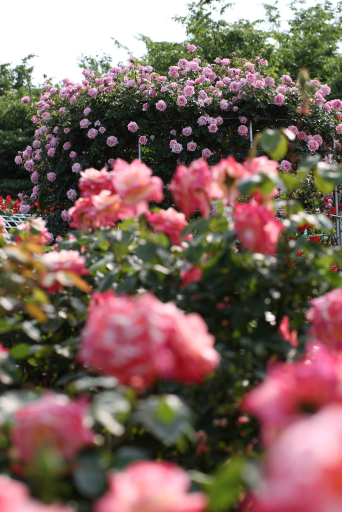 薔薇