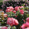 薔薇
