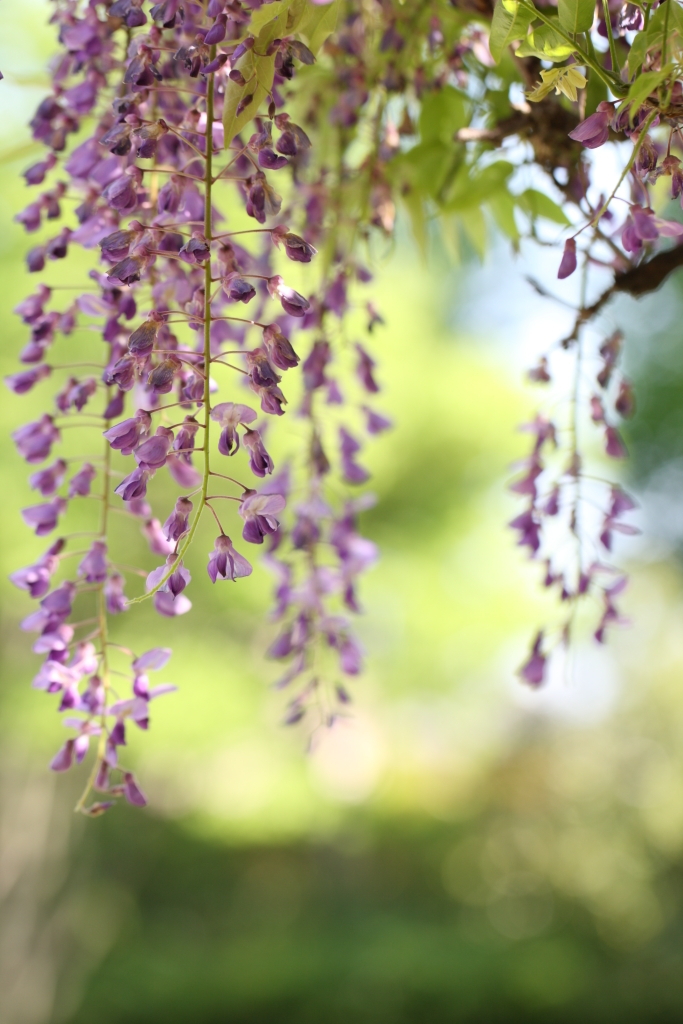 藤の花