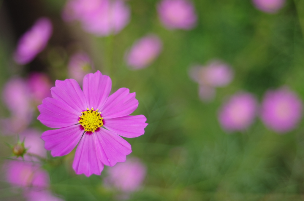 秋桜