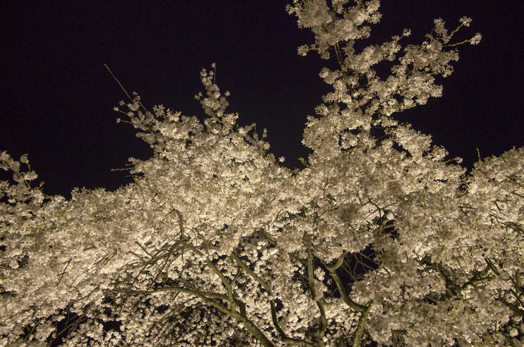 夜桜