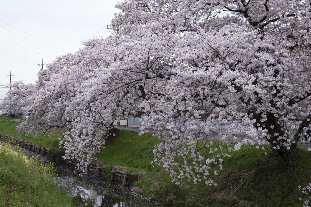 桜