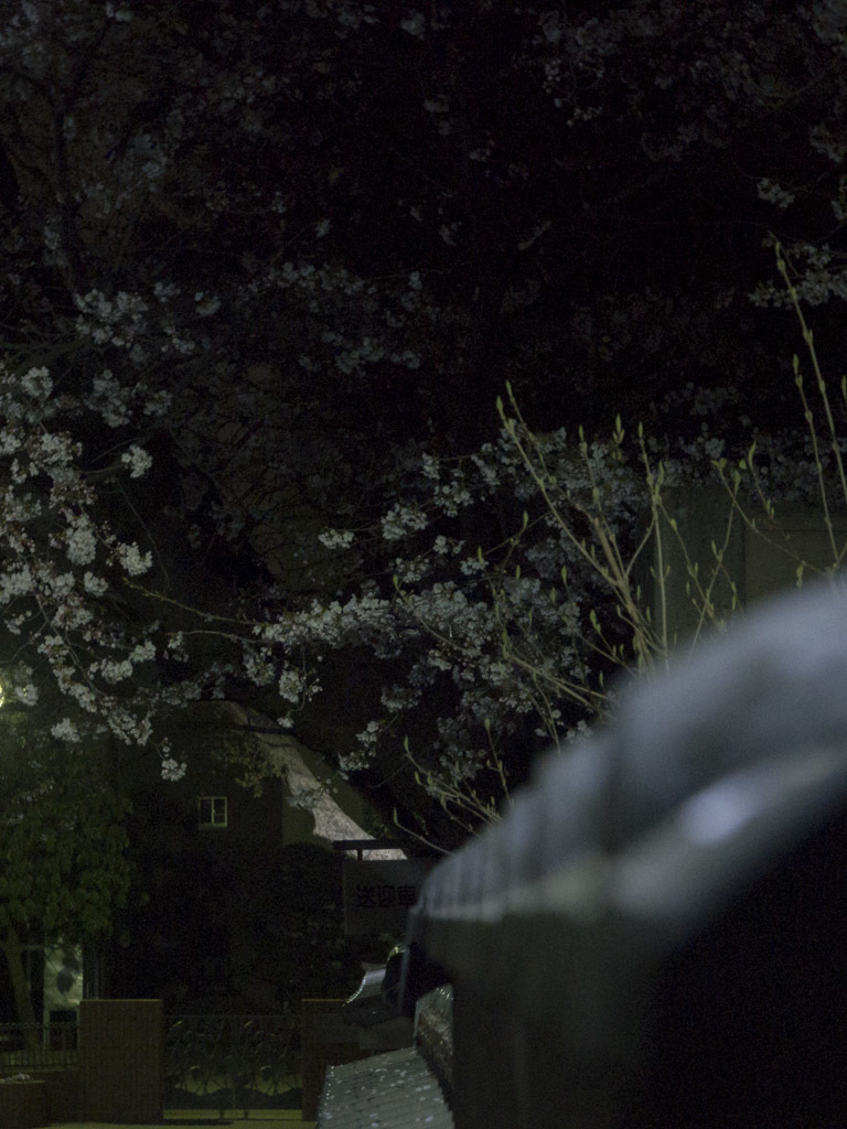 夜桜