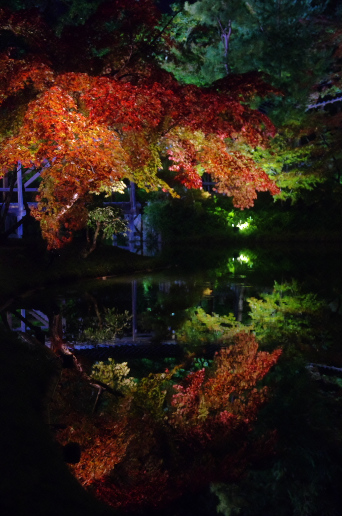高台寺　紅葉　ライトアップ