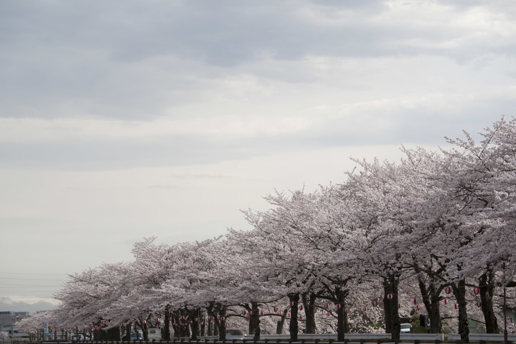 桜