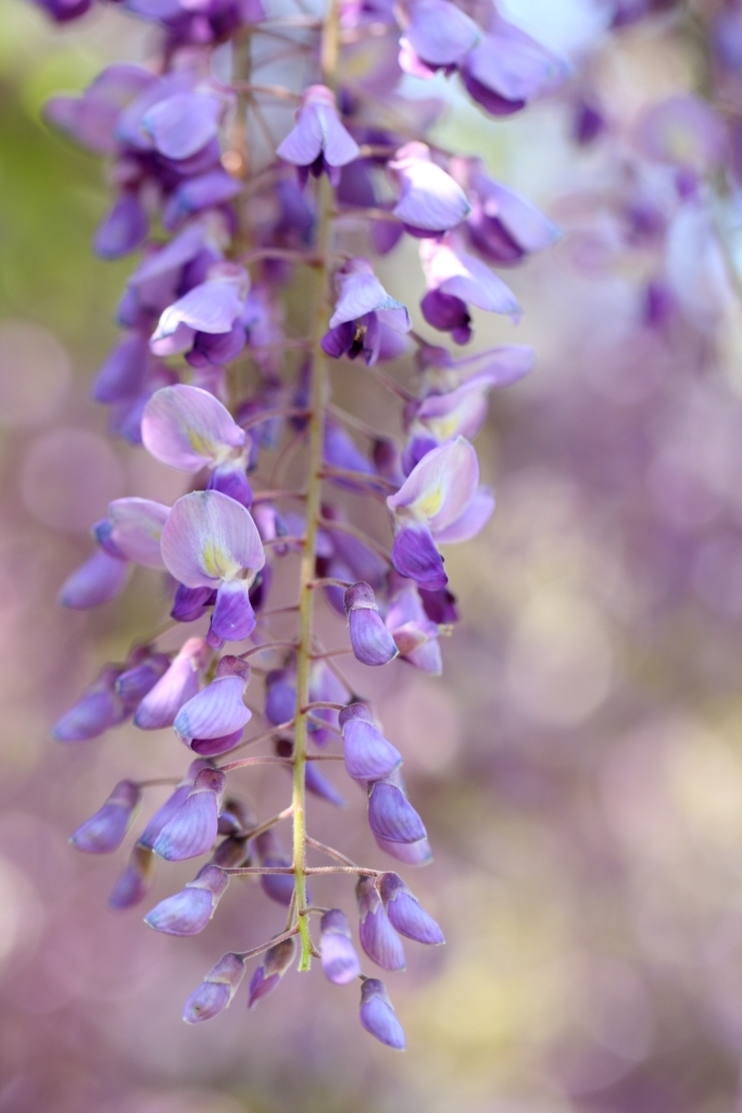 藤の花