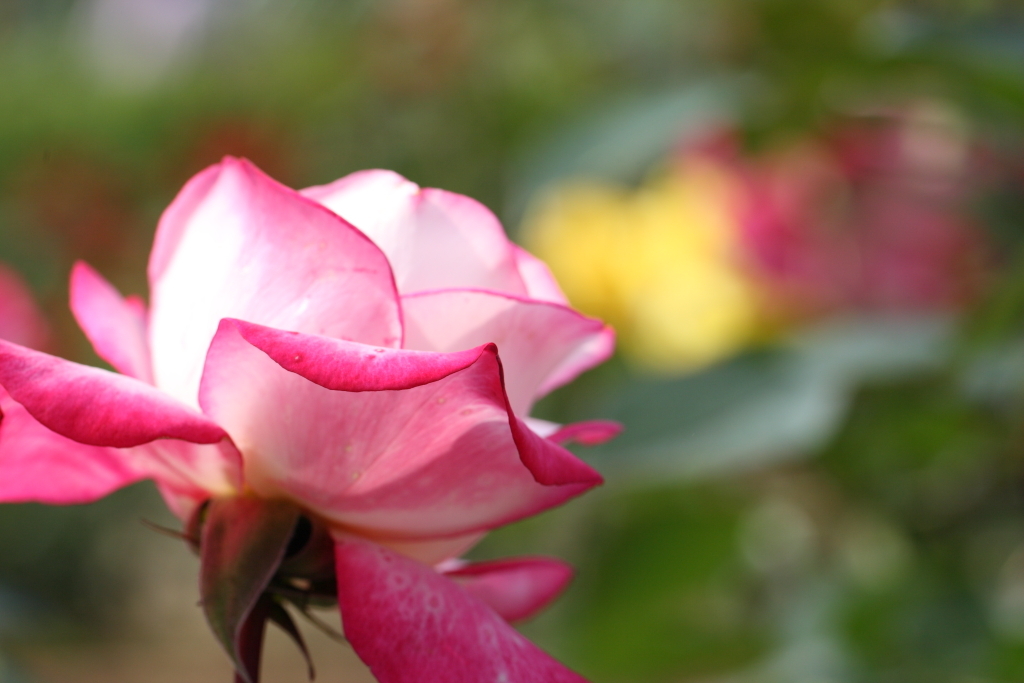 薔薇