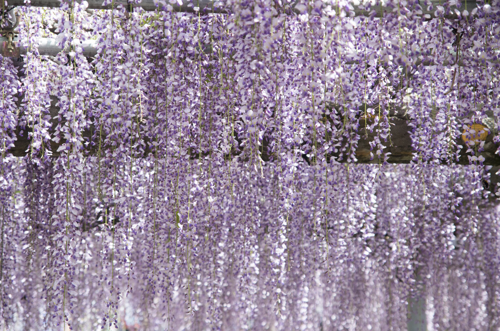 藤