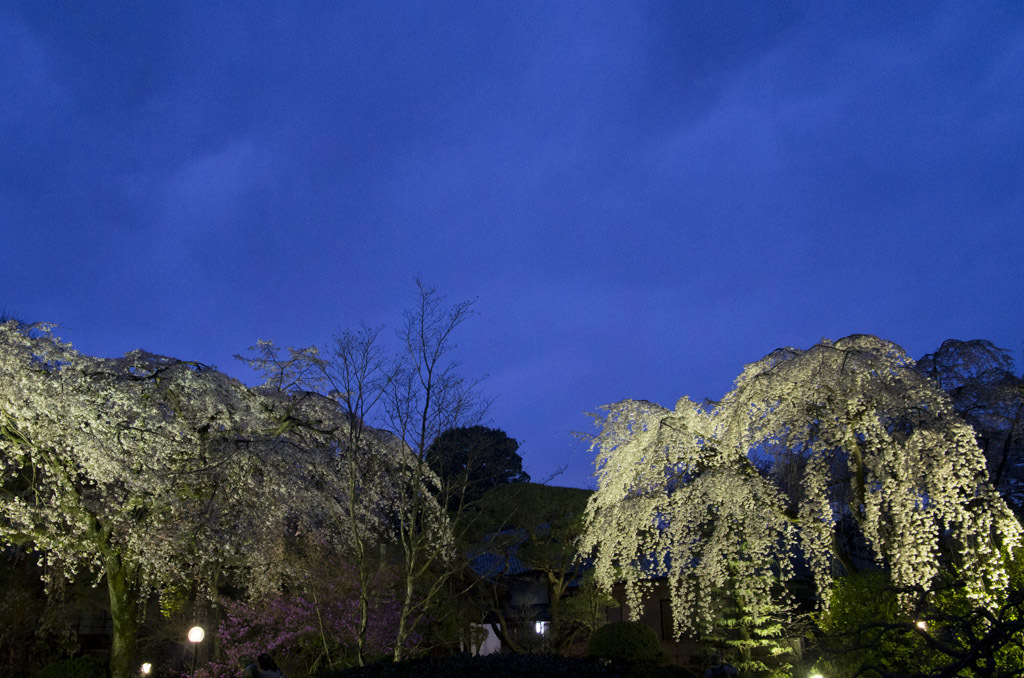 夜桜