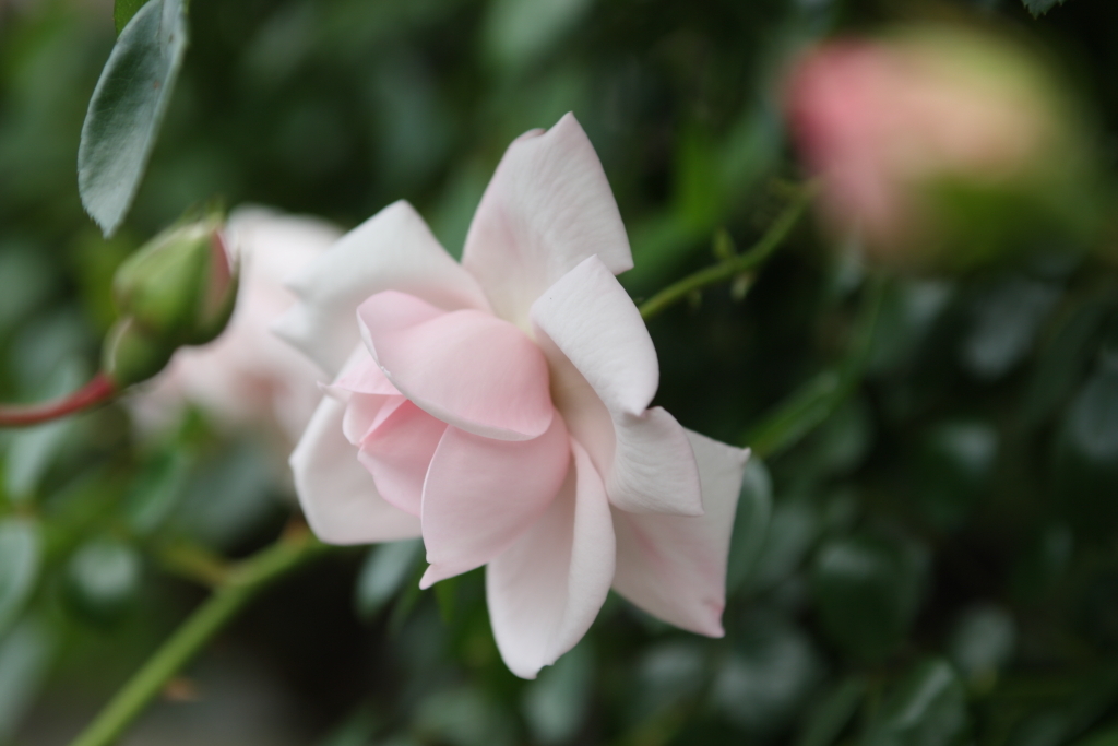 薔薇
