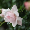 薔薇