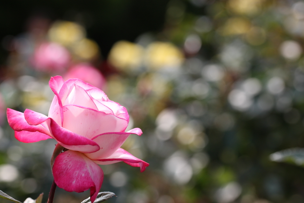 薔薇