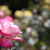 薔薇